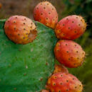 Prickly Pears
